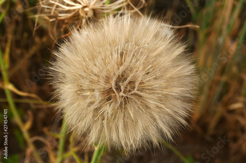 dandelion plant and flying feathers, natural dandelion plant and ball-shaped feathers on it,