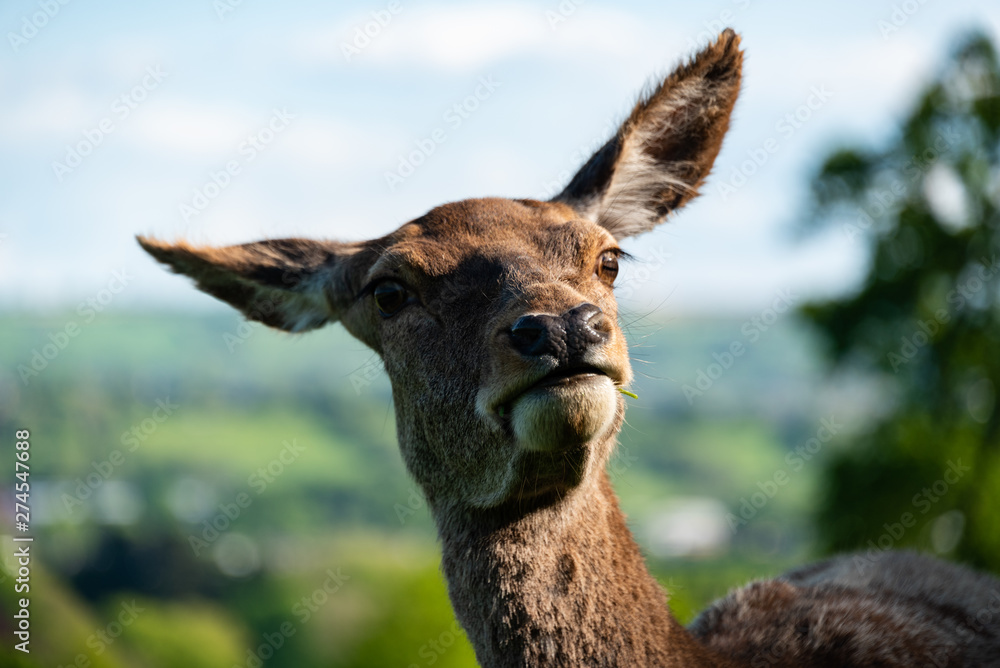 Naklejka premium Deer in Ashton Court