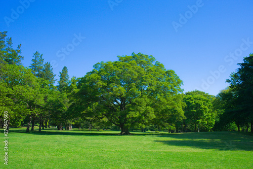 Fototapeta Naklejka Na Ścianę i Meble -  Park tree