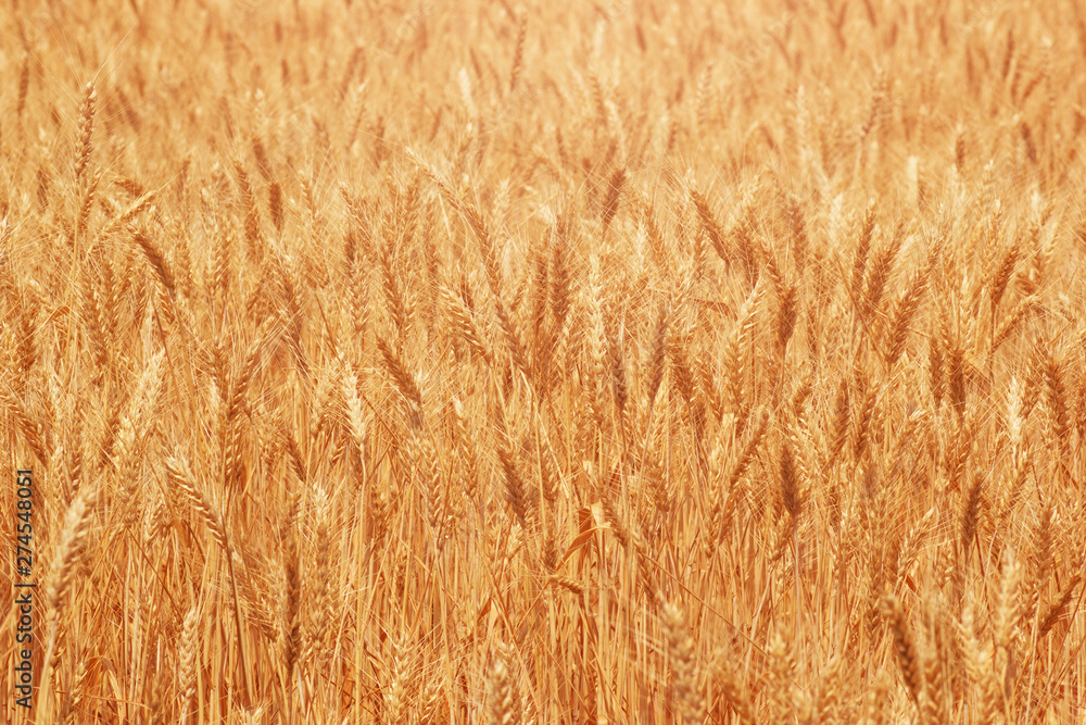 Natural ripe wheat on farm field closeup Natural ripe wheat on farm field closeup