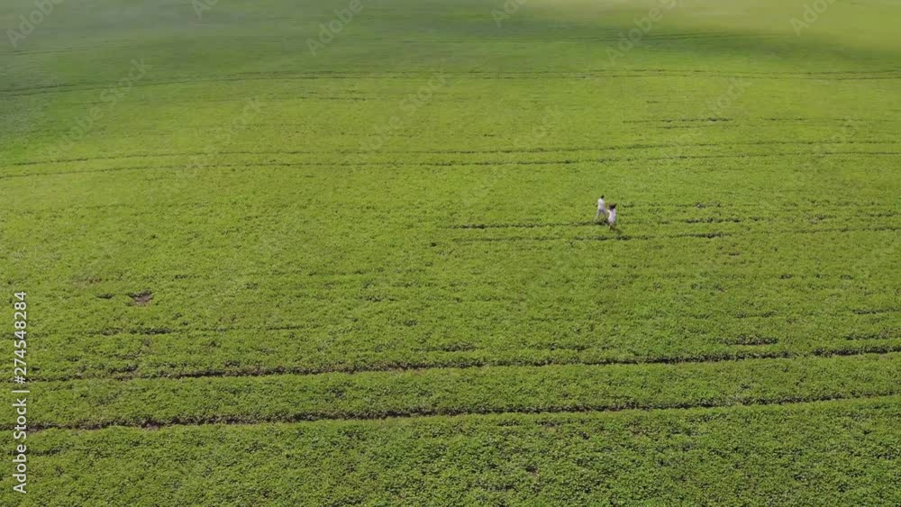 4k video lifestyle two lovers people. Love story shot on quadcopter. Boy and girl walk on a large green field. Man and woman hold hands and rest on the nature of Ukraine. People in love