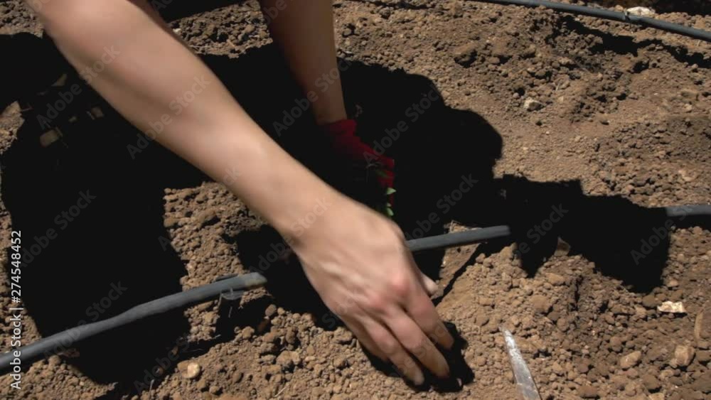 Carefully digging around a tomato seedling in small vegetable garden with drip irrigation hose system Carefully digging around a tomato seedling in small vegetable garden with drip irrigation hose system
