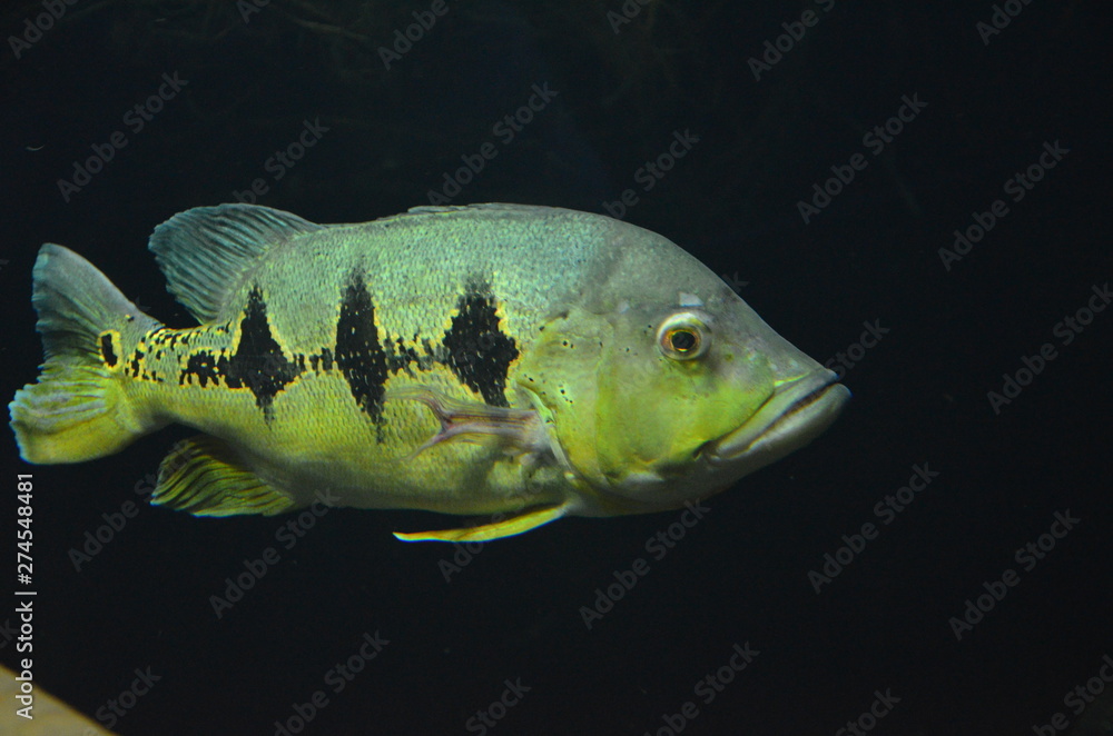 Naklejka premium Tropical fish in aquarium, Berlin