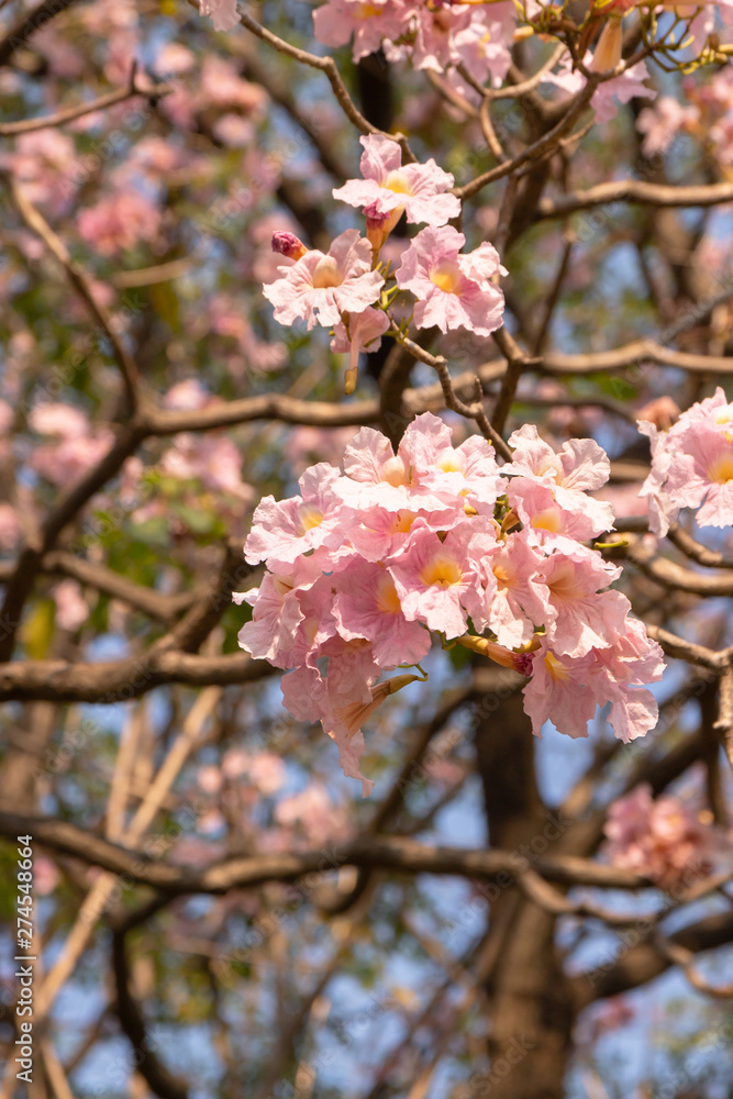 Obraz premium Tabebuia sweet pink flower blooming with nature bokeh background