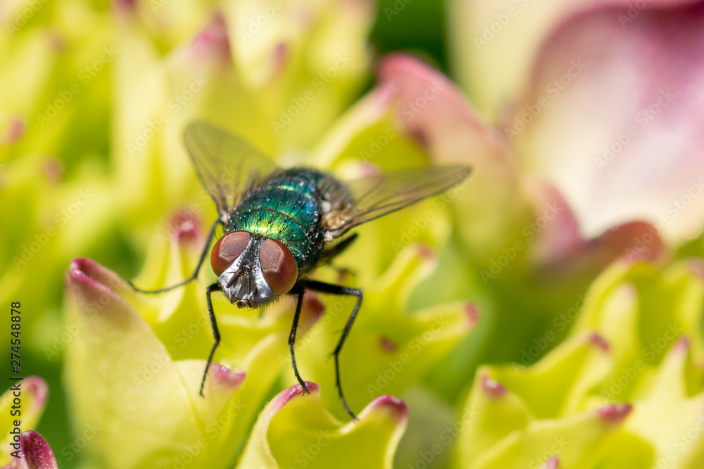 Naklejka premium Fly on a flower, macro close-up
