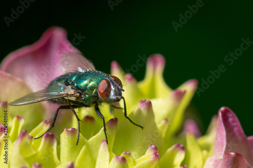 Fly on a flower, macro close-up photo