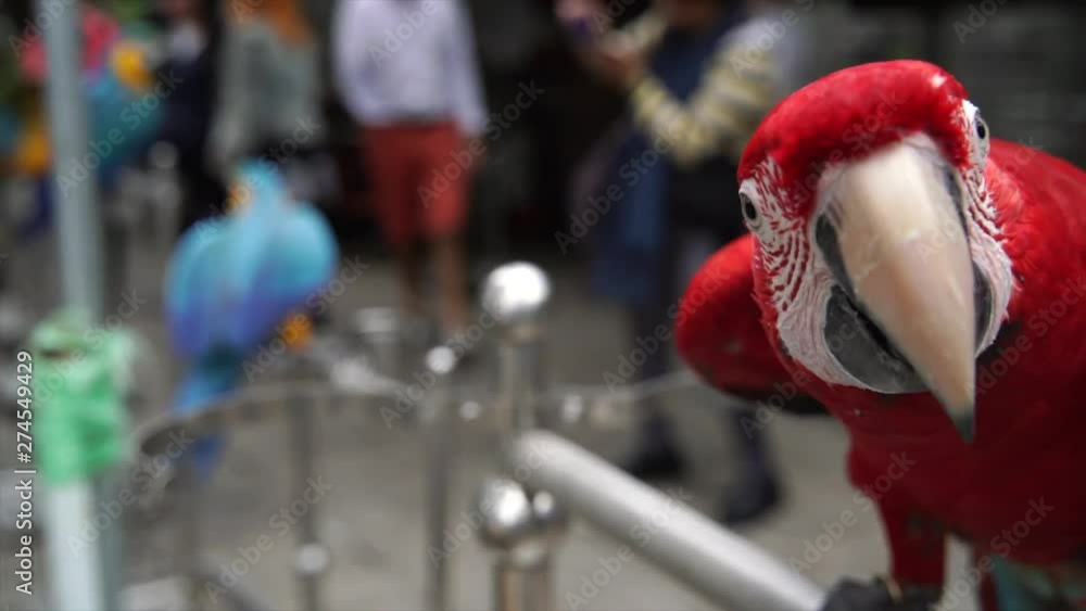 This close up slow motion video shows a beautiful red macaw parrot interacting with the camera at an outdoor asian street market.