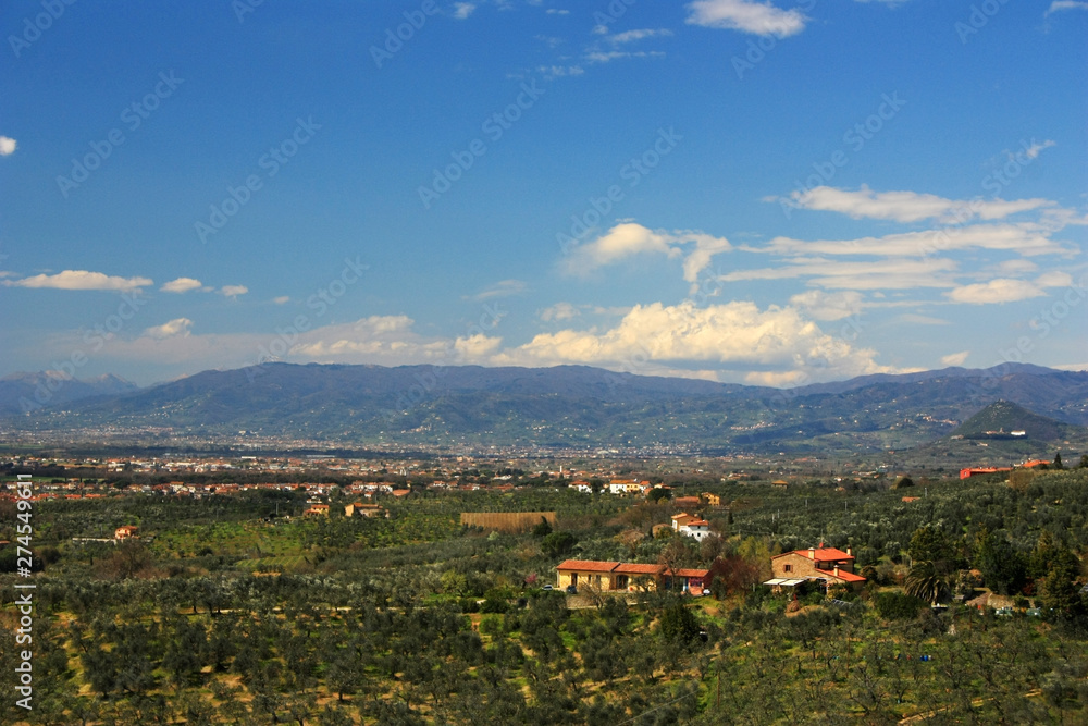 Olive groves in the fields of Tuscany, Italy