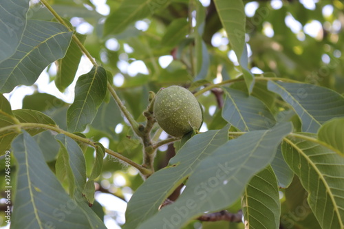 Green Walnut on a tree