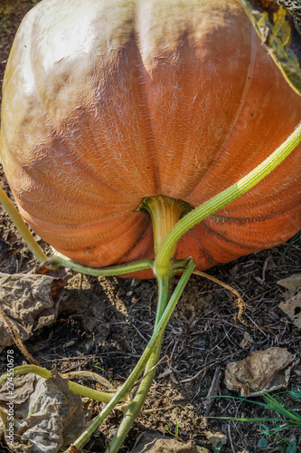 closeup of a ripe pumpkin on a garden in autumn