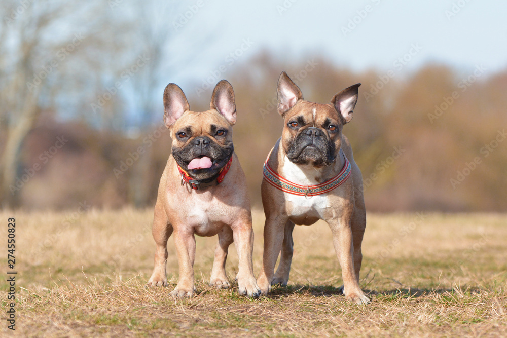 A pair of two similar looking fawn French Bulldog dogs standing next to each other on dry mowed meadow