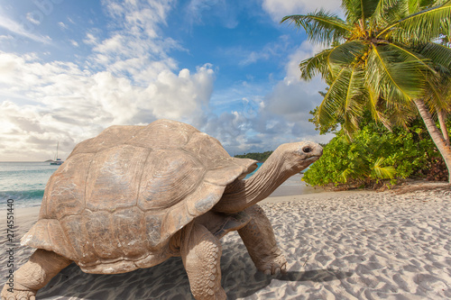 turtle on the beach, anse Lazio, Praslin, Seychelles 