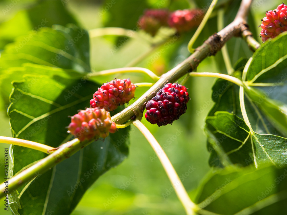 Young fruits of white mulberry (Morus alba) attached to the branches. Young fruits of white mulberry (Morus alba) attached to the branches.