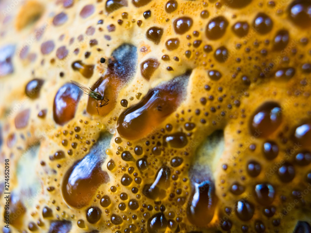 Close-up on tree bracket fungus surface with red condensate droplets possible to trigger trypophobia Close-up on tree bracket fungus surface with red condensate droplets possible to trigger trypophobia