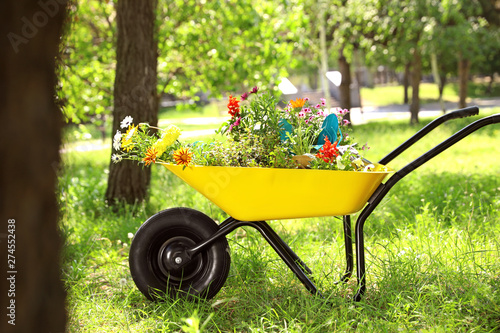 Wheelbarrow with gardening tools and flowers on grass outside Fototapeta