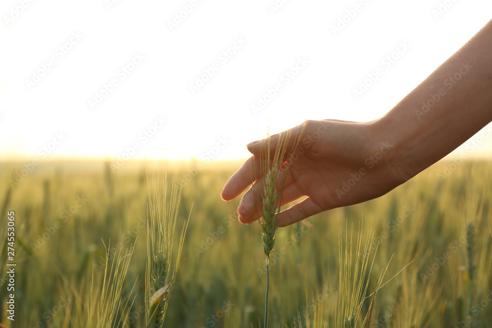 Woman in wheat field at sunset, closeup. Amazing summer nature Woman in wheat field at sunset, closeup. Amazing summer nature
