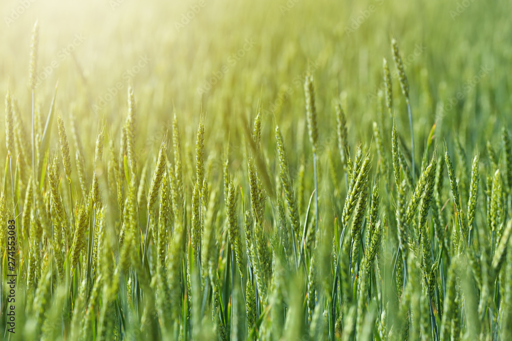 Wheat field on sunny day. Amazing nature in summer Wheat field on sunny day. Amazing nature in summer