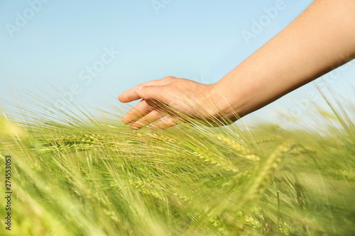 Woman in wheat field on sunny summer day  closeup on hand. Amazing nature