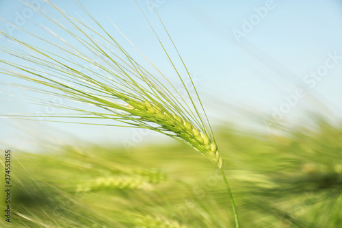 Wheat field on sunny day  closeup. Amazing nature in summer
