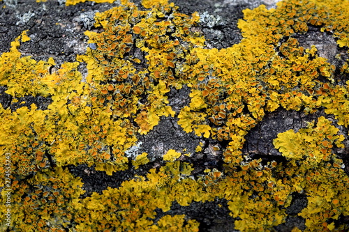 yellow lichen (Lichenes) on a tree