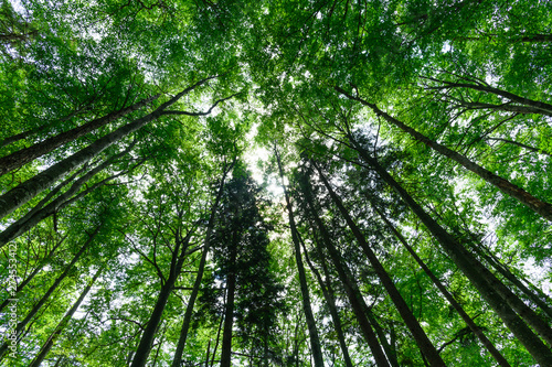 treetop view in a beech forest in an austrian national aprk photo