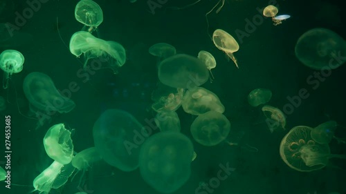 Jellyfish that lie under the deep sea in the light of colorful lights.