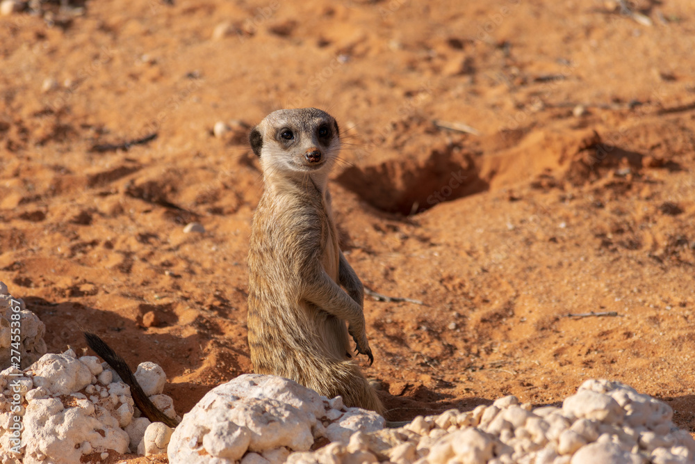 Fototapeta premium Standing Meerkat