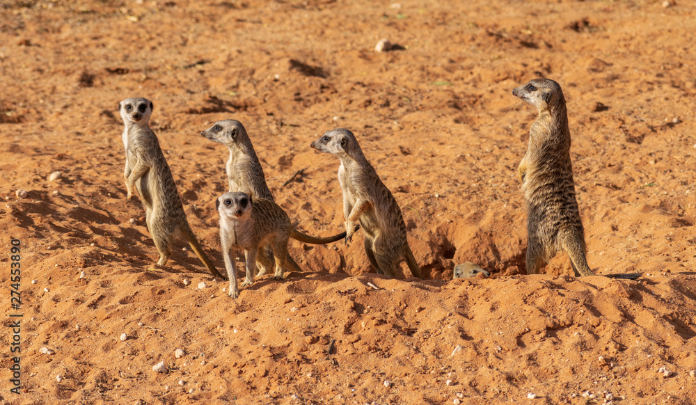 Fototapeta premium Meerkats on the lookout