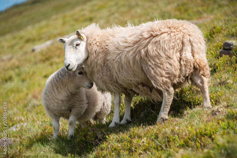 Obraz premium Sheep in the Brecon Beacons