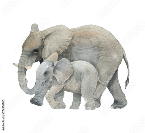 Photography Hand drawn watercolor illustration with cute elephants