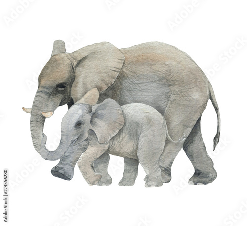 Hand drawn watercolor illustration with cute elephants. Baby and mother elephant isolated on the white background