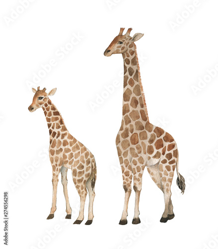 Hand drawn watercolor illustration with cute giraffes. Baby and mother giraffe isolated on the white background photo