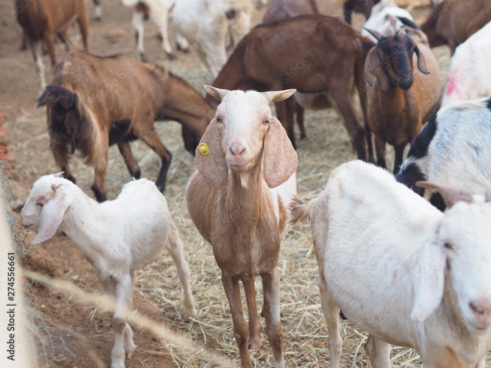 Obraz premium Goat in Farm