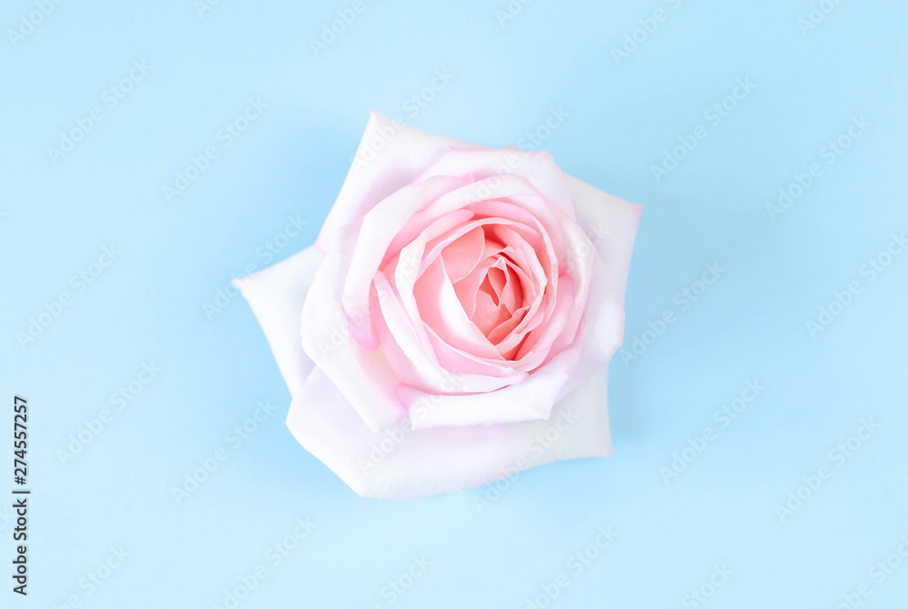 One bud of a soft pink rose on a blue background. One bud of a soft pink rose on a blue background.