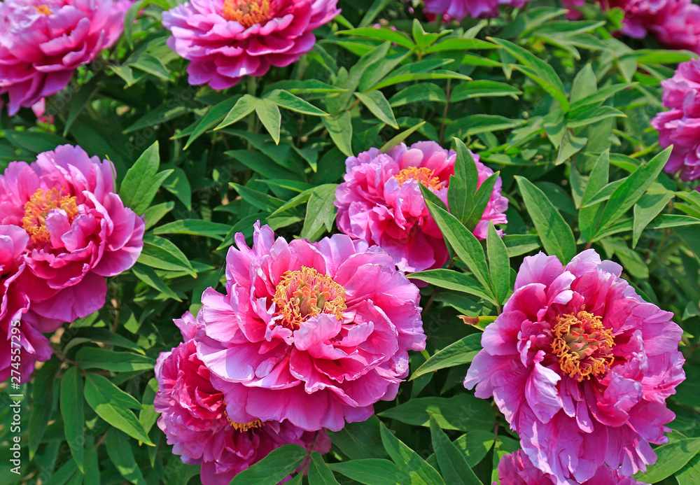 Blooming peony in the garden Blooming peony in the garden