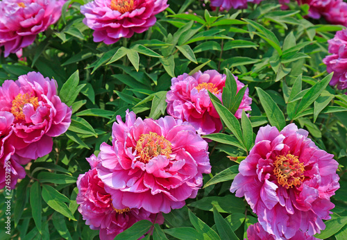 Blooming peony in the garden