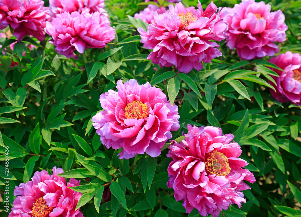 Blooming peony in the garden Blooming peony in the garden