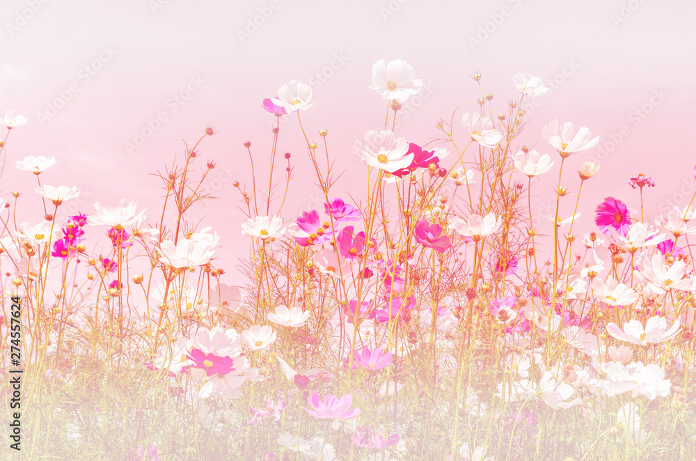 Cosmos flowers soft blur in pastel tones for background