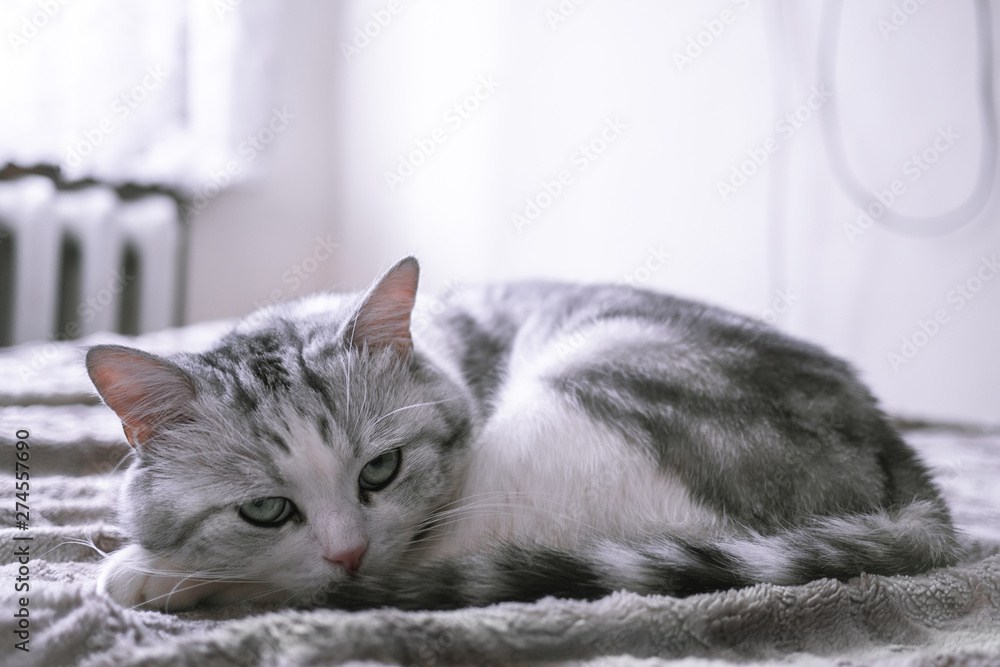 beautiful British cat licking in bed and looking at the camera. pet comfortably in a homely atmosphere. white cat with gray stripes. beautiful British cat licking in bed and looking at the camera. pet comfortably in a homely atmosphere. white cat with gray stripes.