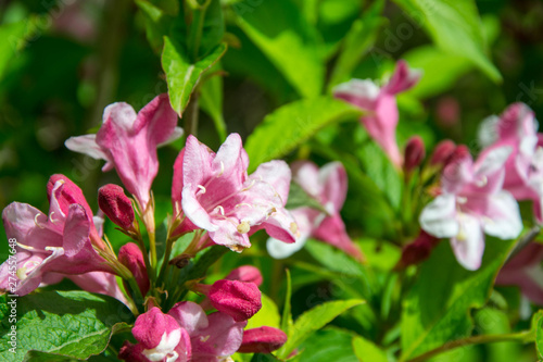 Close-up of Weigela Rosea funnel shaped pink flower  fully open and closed small flowers with green leaves. Selective focus of bright pink petals  nature