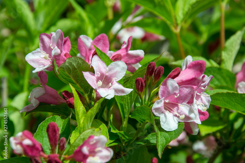 Close-up of Weigela Rosea funnel shaped pink flower  fully open and closed small flowers with green leaves. Selective focus of bright pink petals  nature