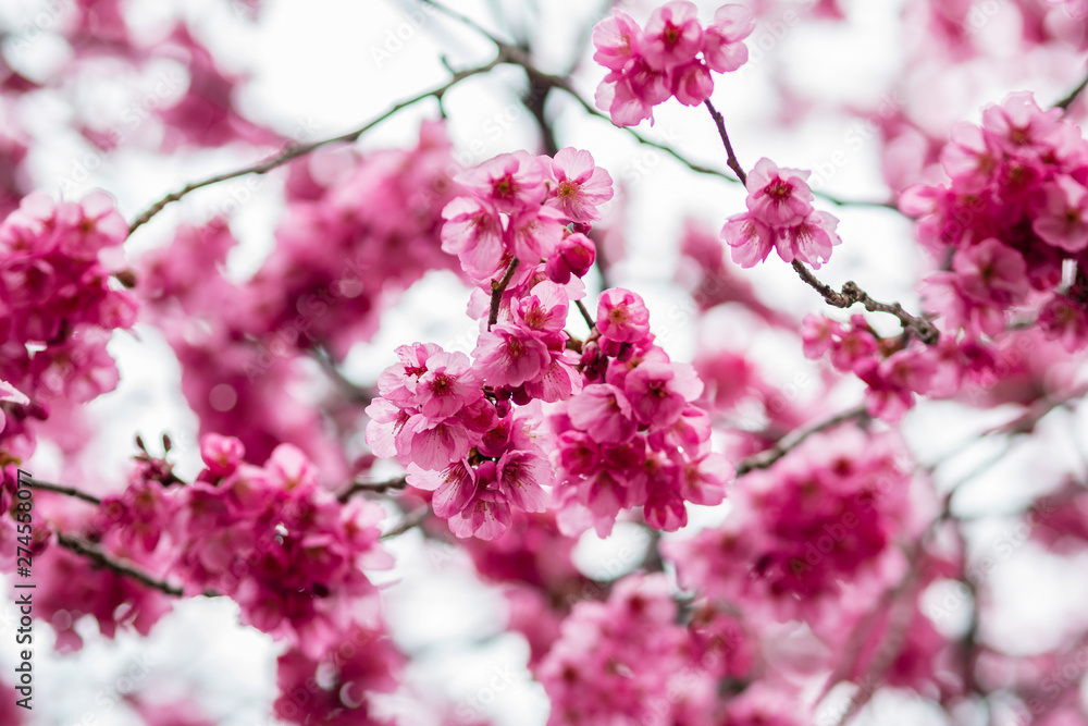 Sakura or cherry blossom flower full bloom in spring season at japan Sakura or cherry blossom flower full bloom in spring season at japan