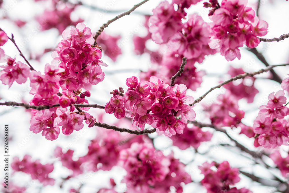 Sakura or cherry blossom flower full bloom in spring season at japan