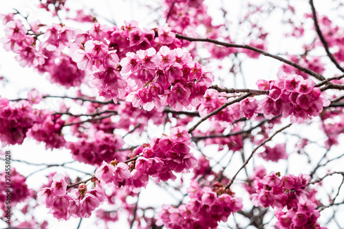 Wallpaper Mural Sakura or cherry blossom flower full bloom in spring season at japan Torontodigital.ca