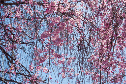 Beautiful Sakura flower or Cherry blossom blooming on flower season in japan © Meawstory15Studio