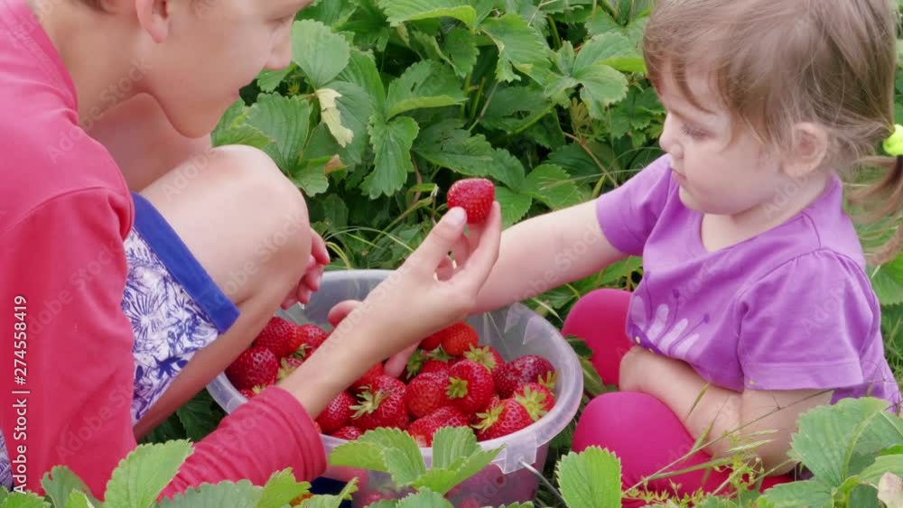 Children manually sort out ripe red garden strawberries in bucket near green leaves. Boy and girl harvesting berries at summer day. Attracting kids to agriculture, picking strawberry. Family farm Children manually sort out ripe red garden strawberries in bucket near green leaves. Boy and girl harvesting berries at summer day. Attracting kids to agriculture, picking strawberry. Family farm