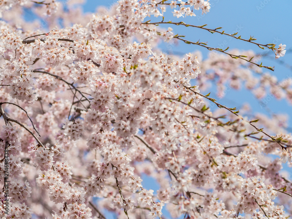 Beautiful Sakura flower or Cherry blossom blooming on flower season in japan Beautiful Sakura flower or Cherry blossom blooming on flower season in japan