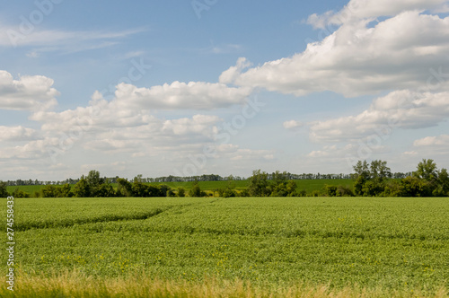 The field with trees far away. Cultivated area. Agriculture. Bright blue sky and green grass 