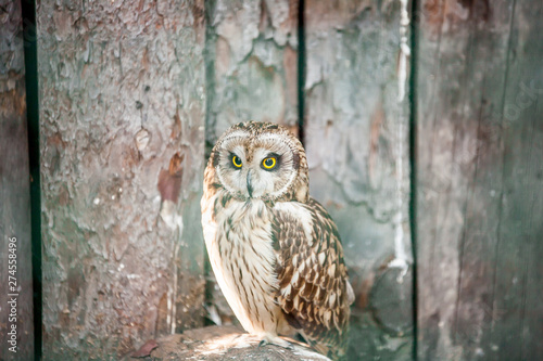 owl with yellow eyes sitting on a gray wooden board background