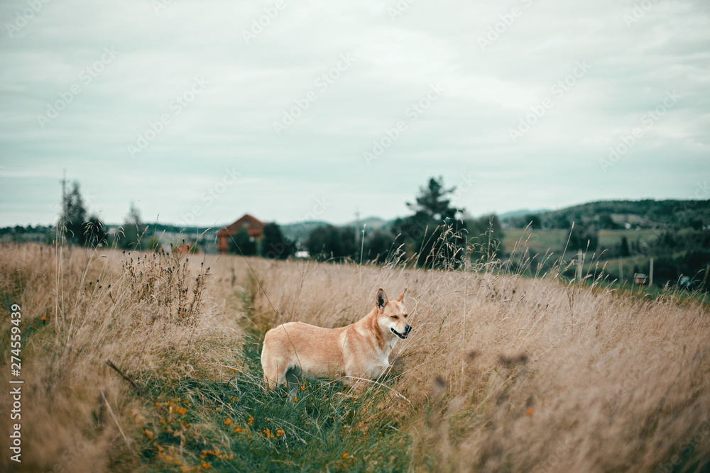Beautiful dog standing in sunny meadow on background of wooden house on hills  in mountains. Rural simple life in countryside, . Atmospheric image. Travel with pets